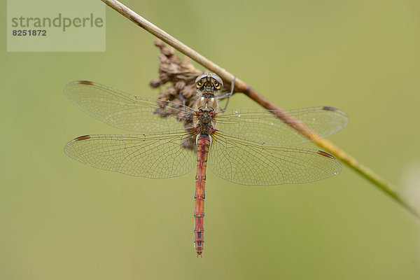 Close-up einer Großen Heidelibelle (Sympetrum striolatum) an einem Grashalm