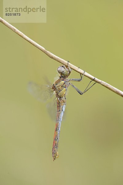 Close-up einer Großen Heidelibelle (Sympetrum striolatum) an einem Grashalm