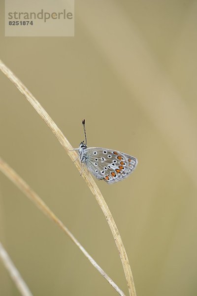 Close-up eines Hauhechel-Bläulings (Polyommatus icarus) an einem Grashalm