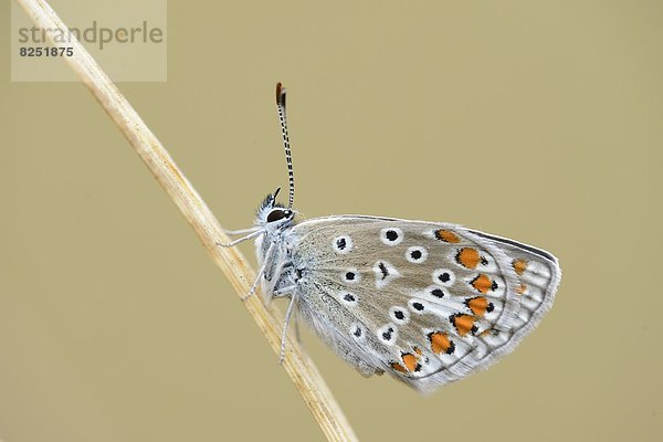 Close-up eines Hauhechel-Bläulings (Polyommatus icarus) an einem Grashalm