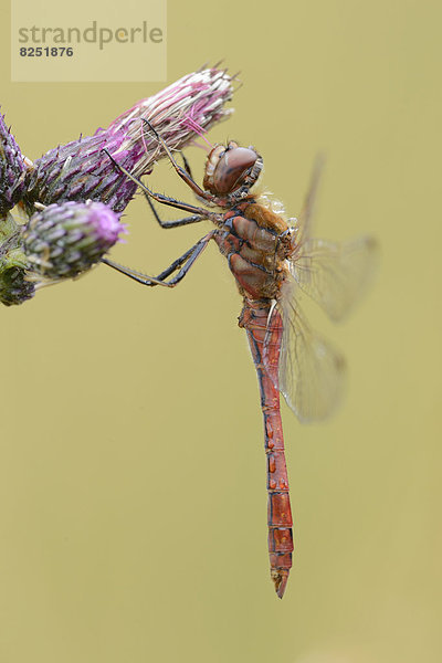 Close-up einer Großen Heidelibelle (Sympetrum striolatum) an einer Blüte