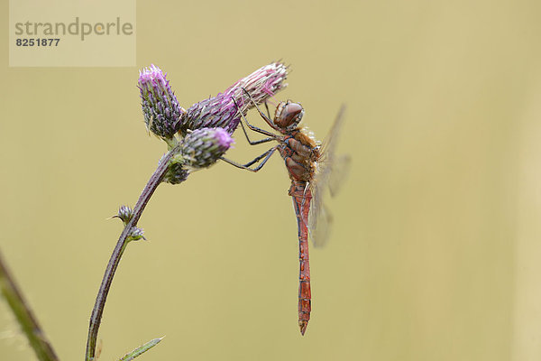 Close-up einer Großen Heidelibelle (Sympetrum striolatum) an einer Blüte