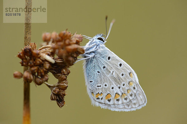 Close-up eines Hauhechel-Bläulings (Polyommatus icarus) an einem Grashalm