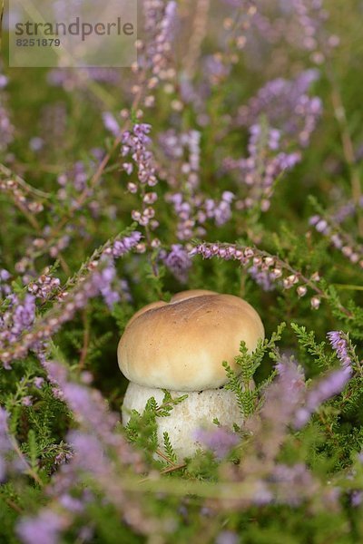 Close-up eines Steinpilzes (Boletus edulis) in einem Wald