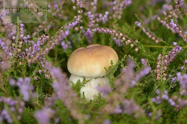 Close-up eines Steinpilzes (Boletus edulis) in einem Wald