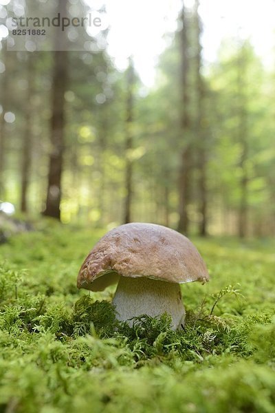 Close-up eines Steinpilzes (Boletus edulis) in einem Wald