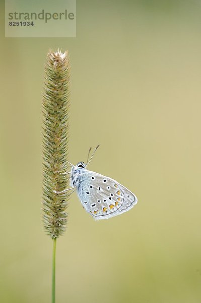 Close-up eines Hauhechel-Bläulings (Polyommatus icarus) an einem Grashalm