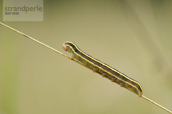 Close-up der Raupe einer Erbseneule (Ceramica pisi) an einem Grashalm