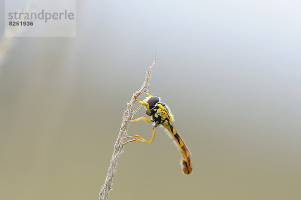 Close-up einer Schwebfliege (Syrphidae) an einem Grashalm