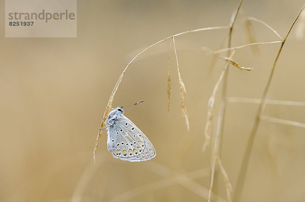 Close-up eines Hauhechel-Bläulings (Polyommatus icarus) an einem Grashalm