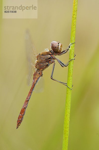 Close-up einer Großen Heidelibelle (Sympetrum striolatum) an einem Grashalm