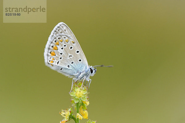 Close-up eines Hauhechel-Bläulings (Polyommatus icarus) an einer Blüte