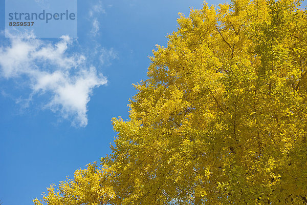 Ginkgo  Japan  Kumamoto