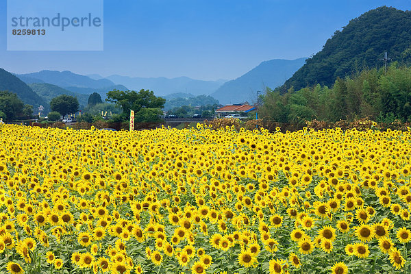 Sonnenblumenfeld  Hyogo  Japan