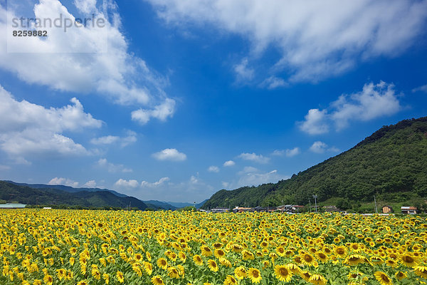 Sonnenblumenfeld  Hyogo  Japan