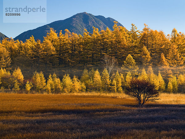 Japan Tochigi