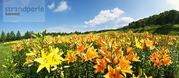 Japan  Nagano