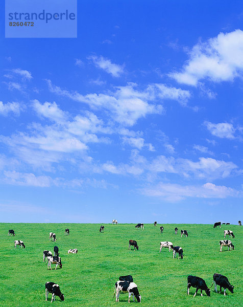Holstein-Rind  Hokkaido  Japan