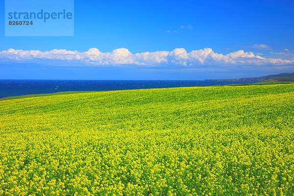 Hokkaido  Japan