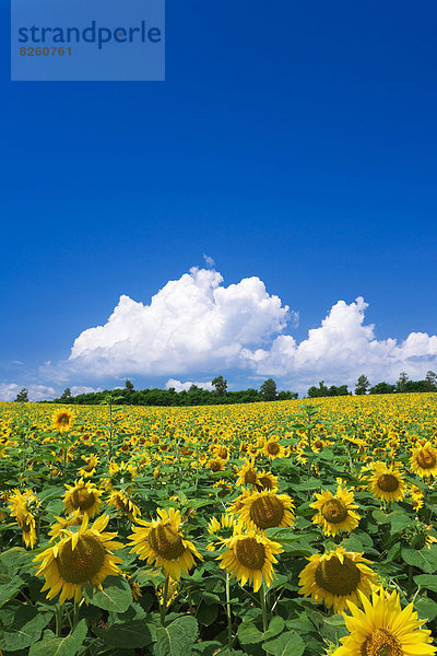 Hokkaido  Japan