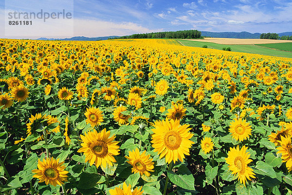 Biei  Hokkaido  Hokkaido  Japan