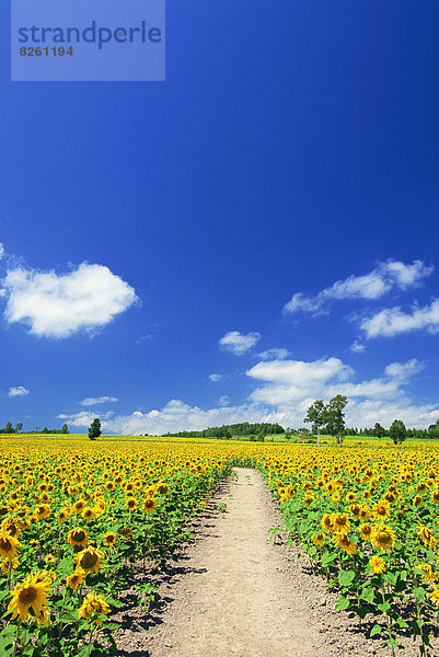 Sonnenblumenfeld  Hokkaido