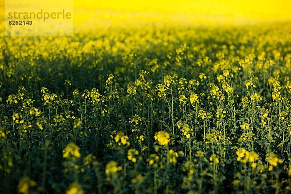 Blume  Feld  Raps  Brassica napus