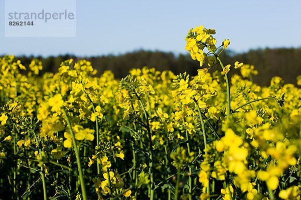 Blume  Feld  Raps  Brassica napus