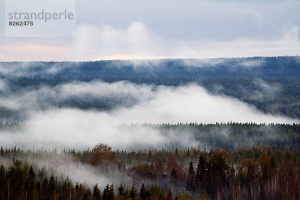 Nebel über Wald