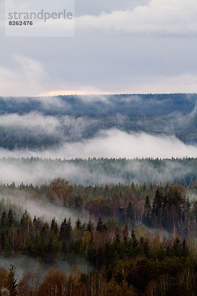 Nebel über Wald