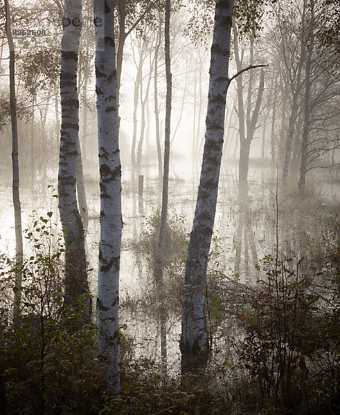 Morgen  Wald  Nebel