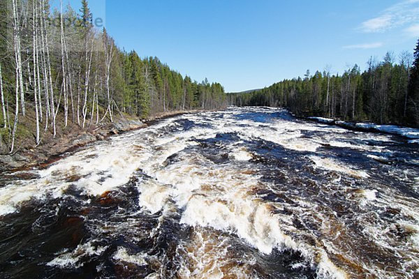 gehen  Wald  Fluss