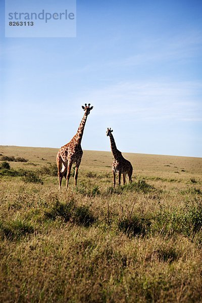 Giraffe  Giraffa camelopardalis  Savannah