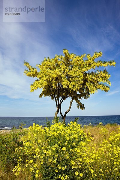 Baum  gelb  Himmel  Strauch  blau  Schweden