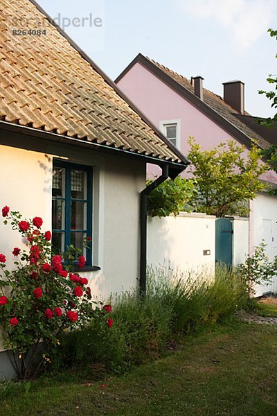 Blume Wohnhaus weiß rot Schweden