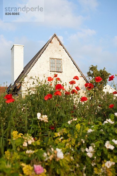 Blume Wohnhaus weiß rot Schweden