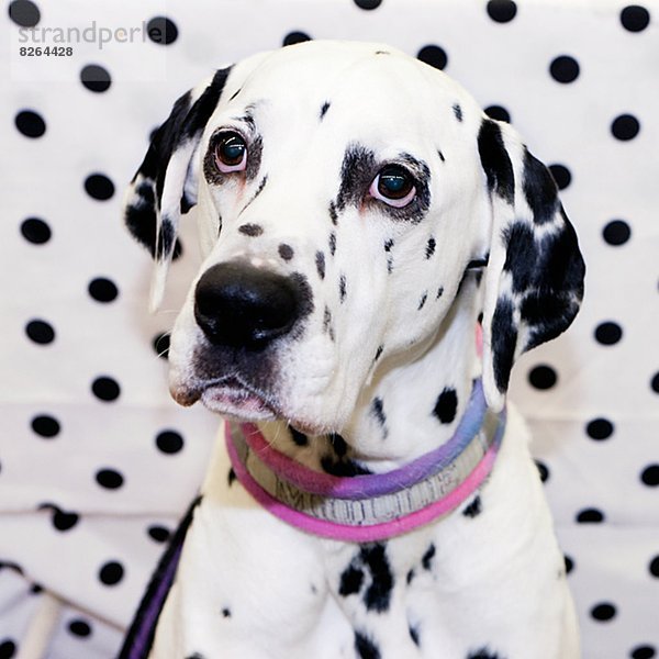 Portrait  Hund  Hintergrund  Punkt  Dalmatiner