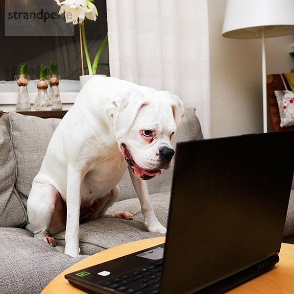 benutzen  Notebook  Hund  weiß