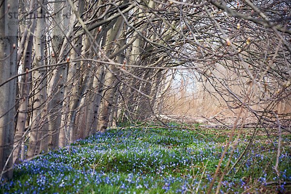 Wald  Sternhyazinthe  Chionodoxa luciliae