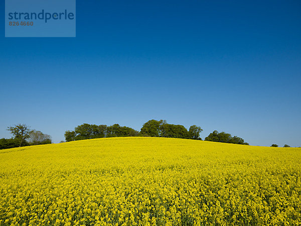 Oilseed Rape field