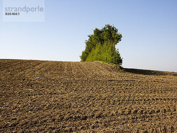 Dirt field