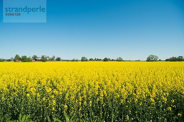 Oilseed Rape field