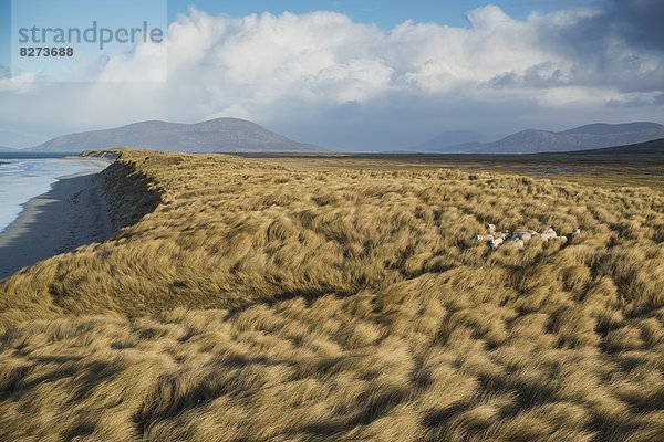 zwischen  inmitten  mitten  verstecken  Strand  Küste  Schaf  Ovis aries  Düne  Gras  Schottland  Westen