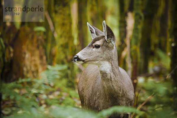 Umwelt  Natur