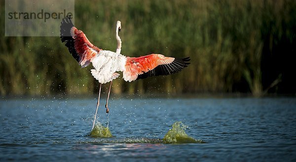 Kuba-Flamingo  Phoenicopterus ruber