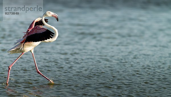 Kuba-Flamingo  Phoenicopterus ruber