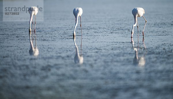 Kuba-Flamingo  Phoenicopterus ruber