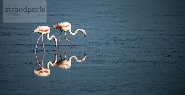 Kuba-Flamingo  Phoenicopterus ruber