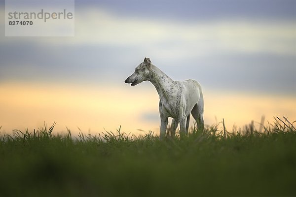 Whippet auf einer Wiese bei Sonnenaufgang