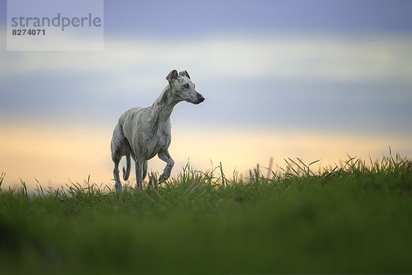 Whippet auf einer Wiese bei Sonnenaufgang